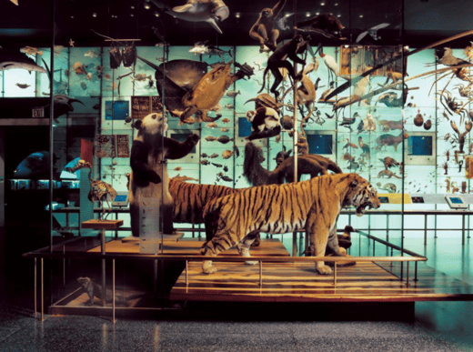 AMNH